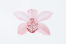 A pale pink orchid flower with red speckled markings on a white background