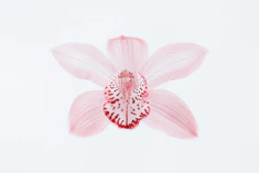 A pale pink orchid flower with red speckled markings on a white background