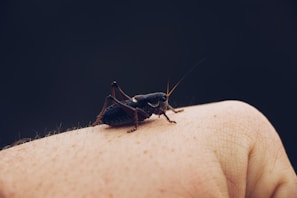 A close-up view of a cricket resting on a person's hand, with a dark and blurred background. The cricket's details, including its antennae and legs, are sharply in focus against the human skin.