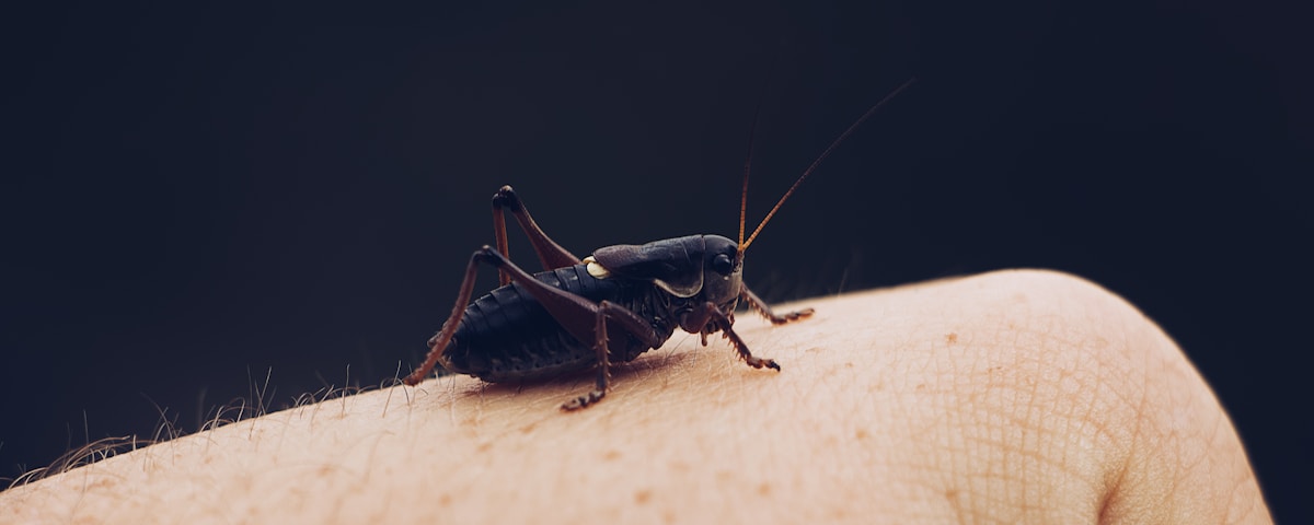 black bug on person's hand