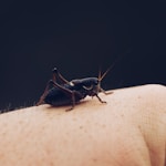 black bug on person's hand