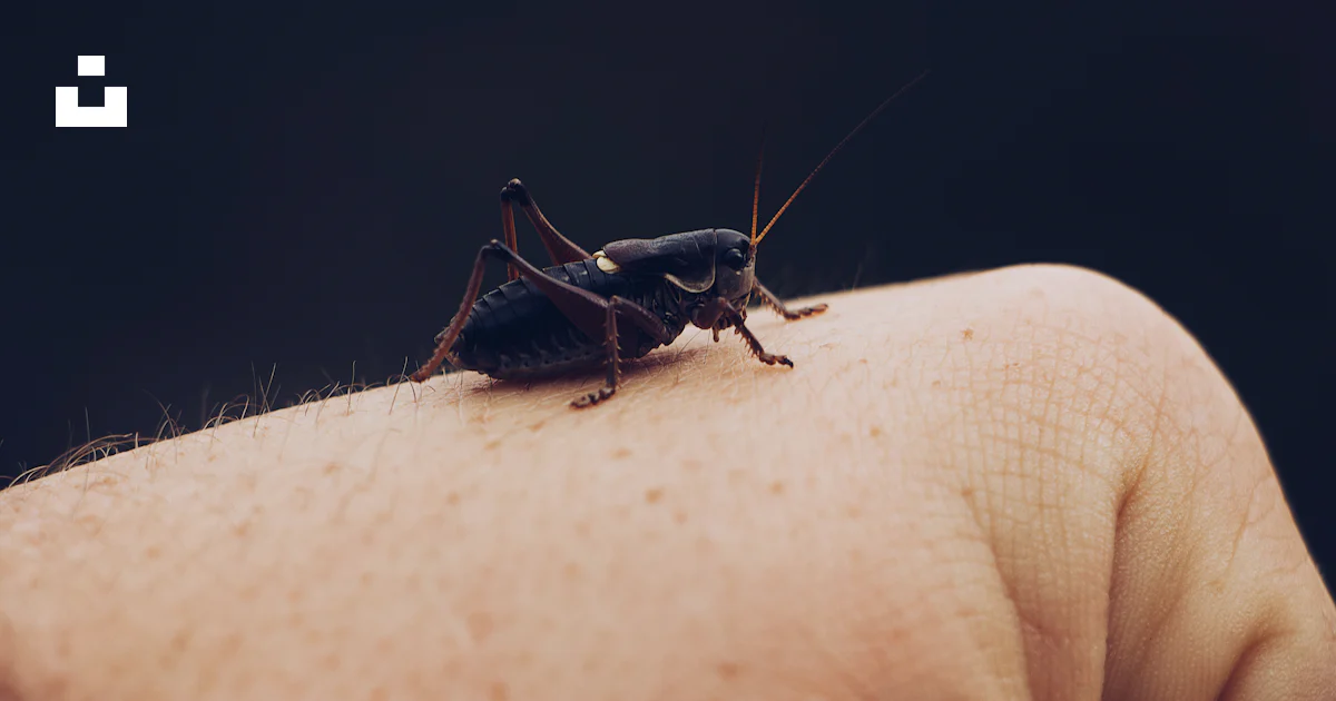 Black bug on person's hand photo – Free Hand Image on Unsplash