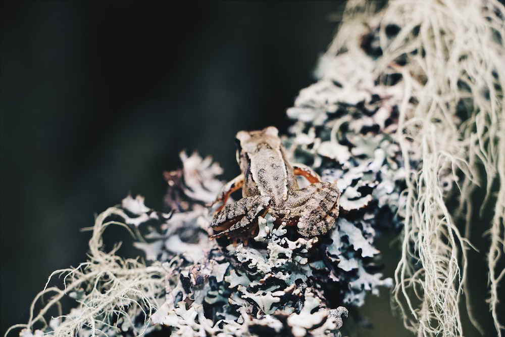 brown frog on branch close-up photography