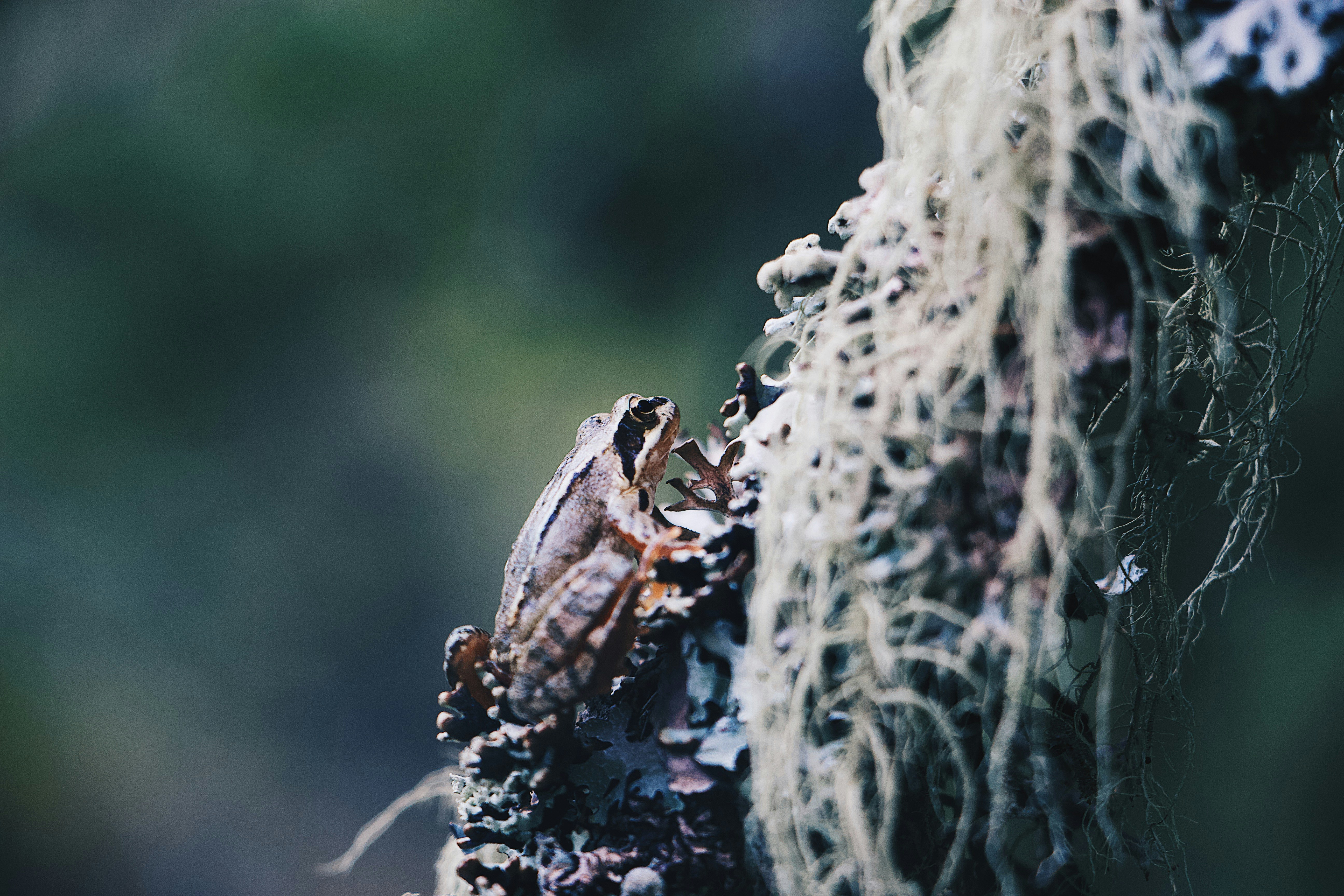 selective-focus photograph of brown frog