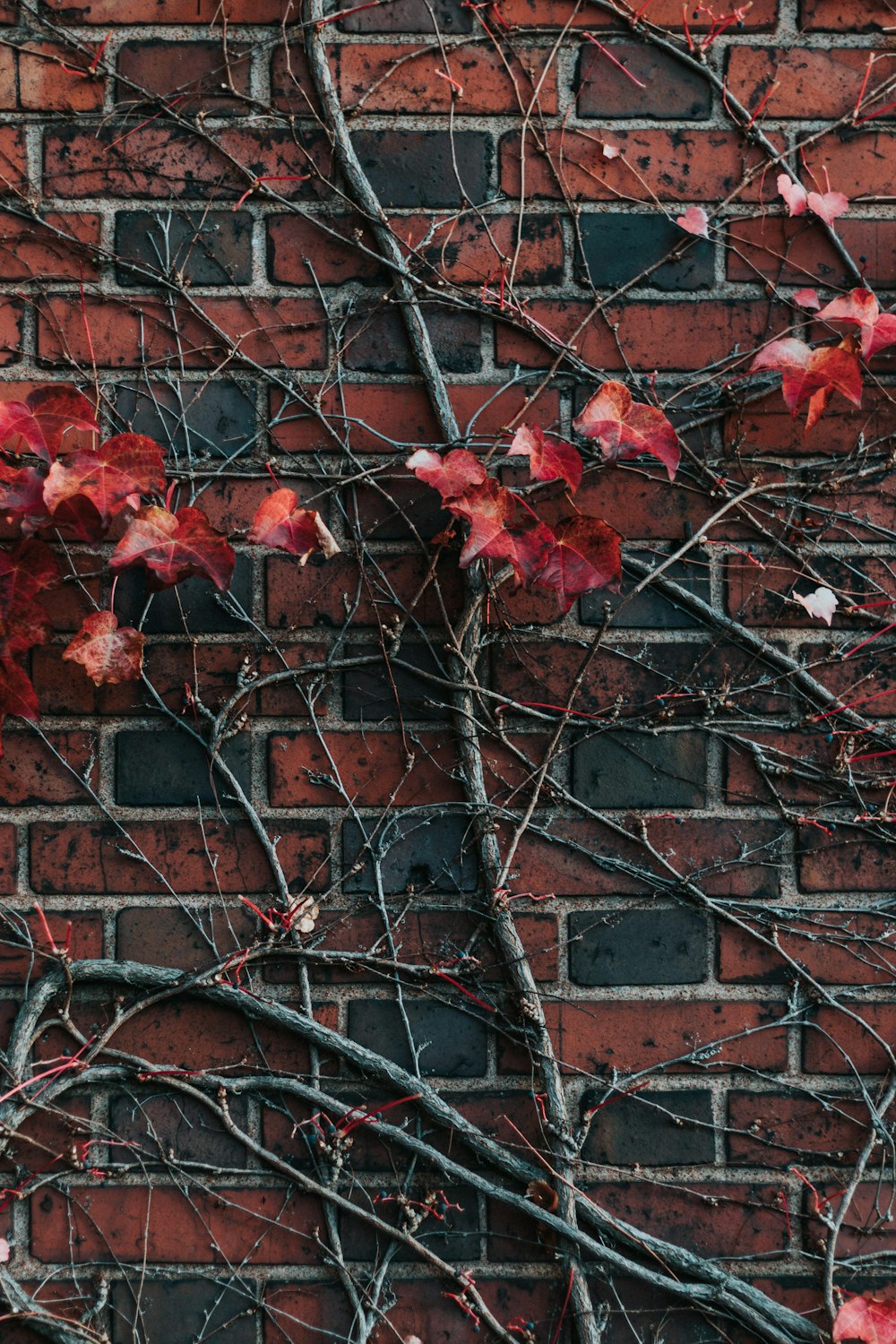 red-petaled flower on red and black brick wall