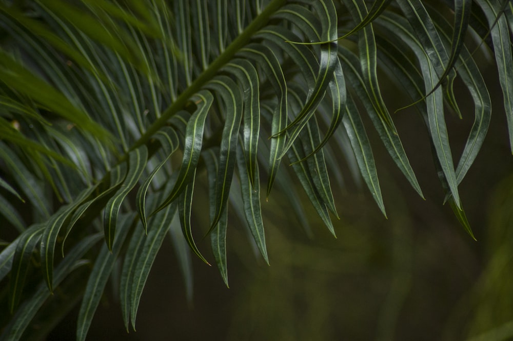 green fern plant