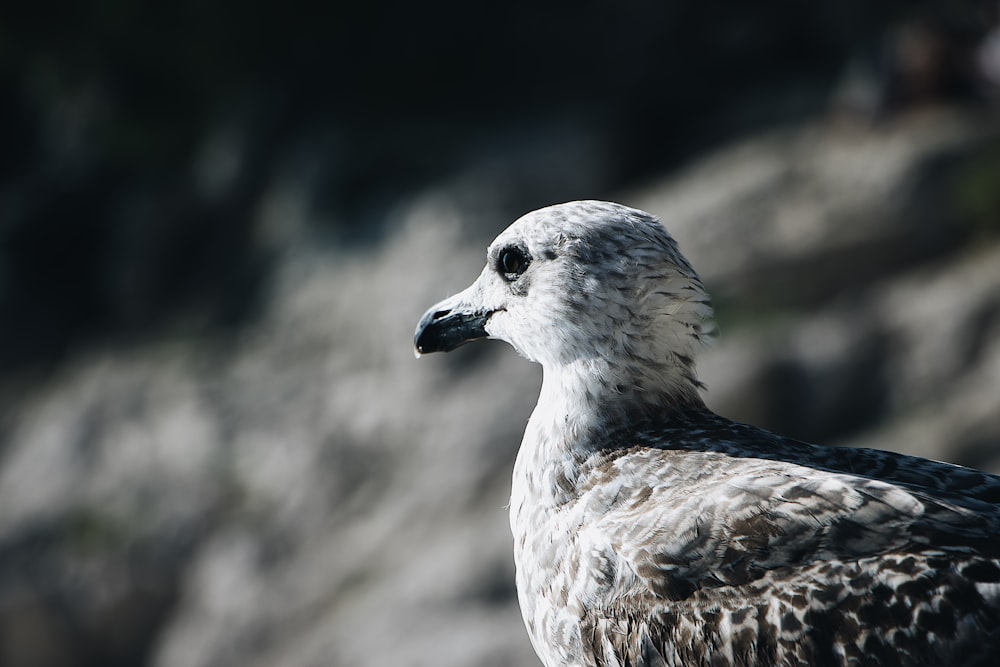 selective-focus photograph of seagull