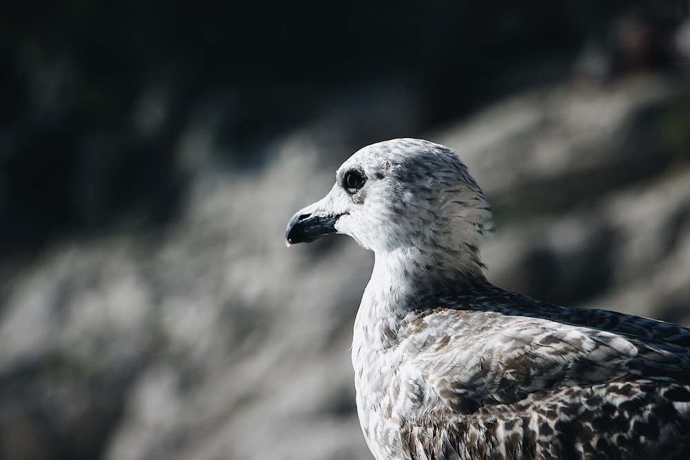 Fotografía de enfoque selectivo de gaviota