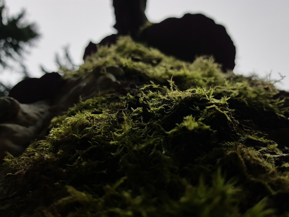 a person standing on top of a moss covered hill