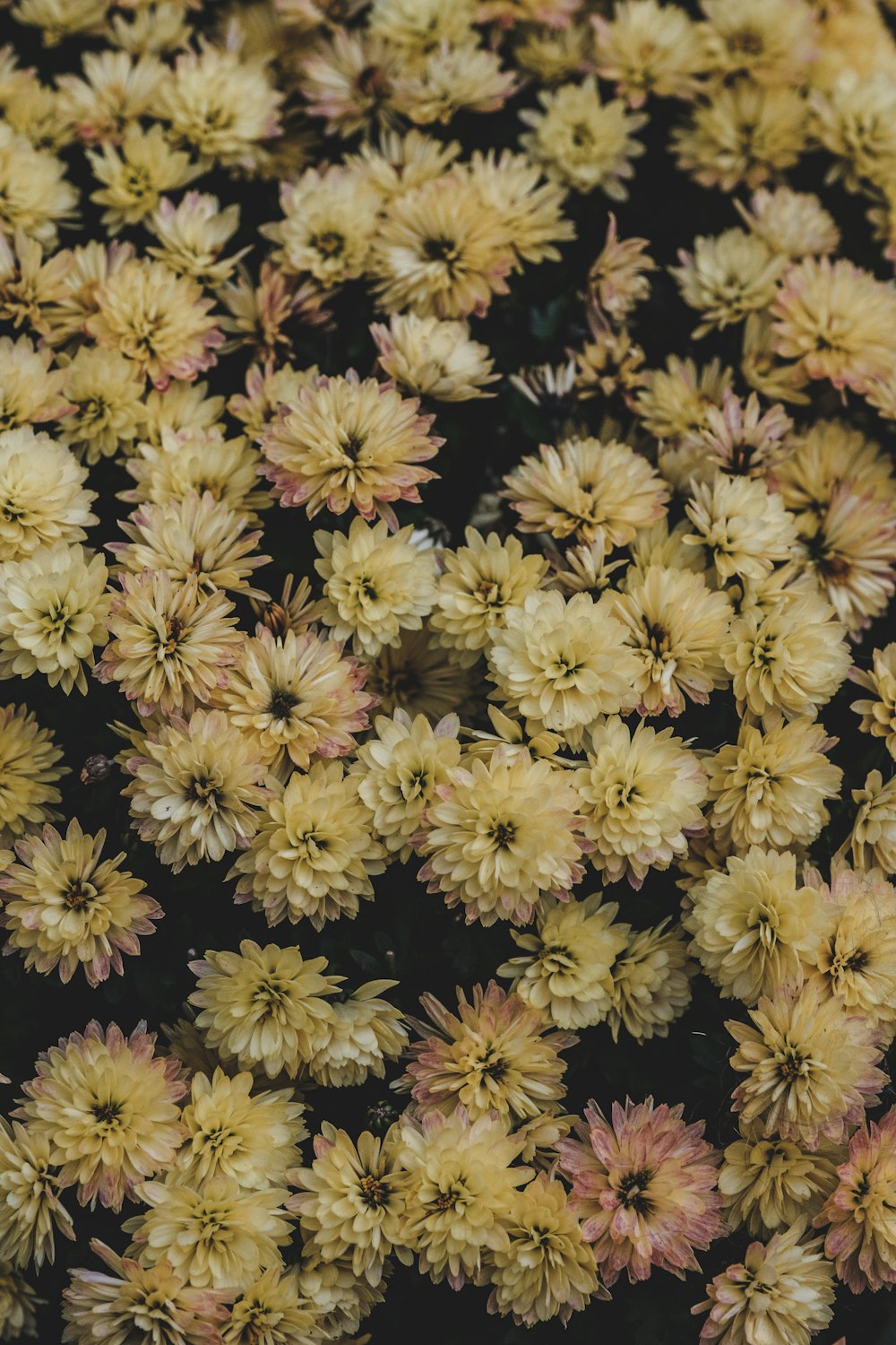 yellow petaled flowers