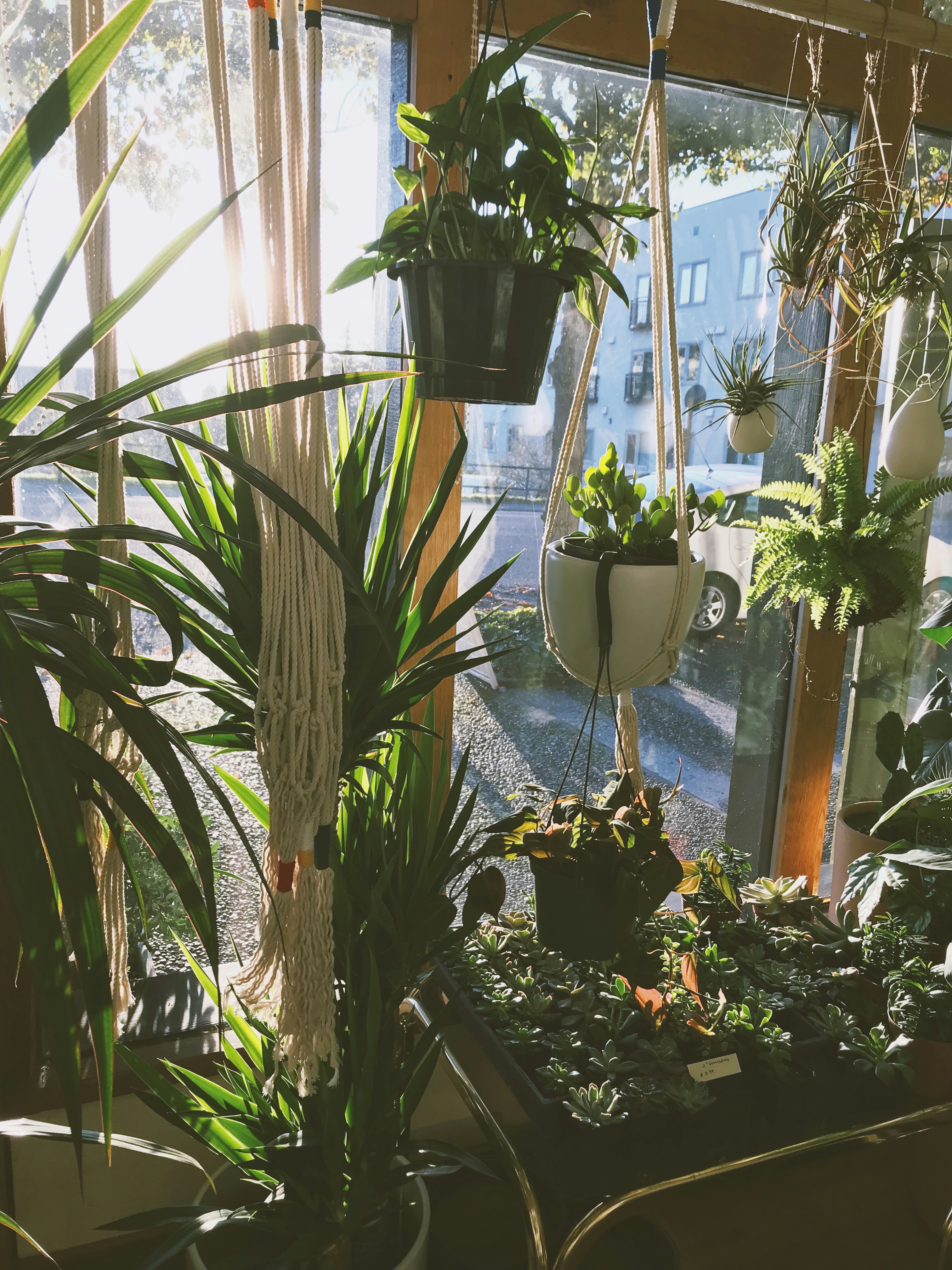 Eco-Friendly Indoor Plants