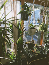 An elegant display of macrame plant hangers holding lush green plants in a sunlit corner.
