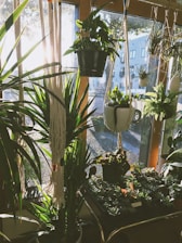A variety of potted plants are arranged indoors, with several hanging from macramé plant hangers in front of a large window. Sunlight streams in, casting shadows and illuminating the greenery. Succulents and larger leafy plants are visible, contributing to a serene, natural atmosphere.
