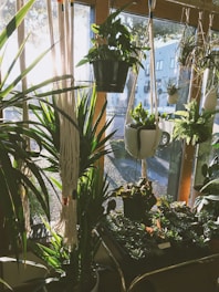 A variety of kokedamas hanging indoors with natural light filtering through.