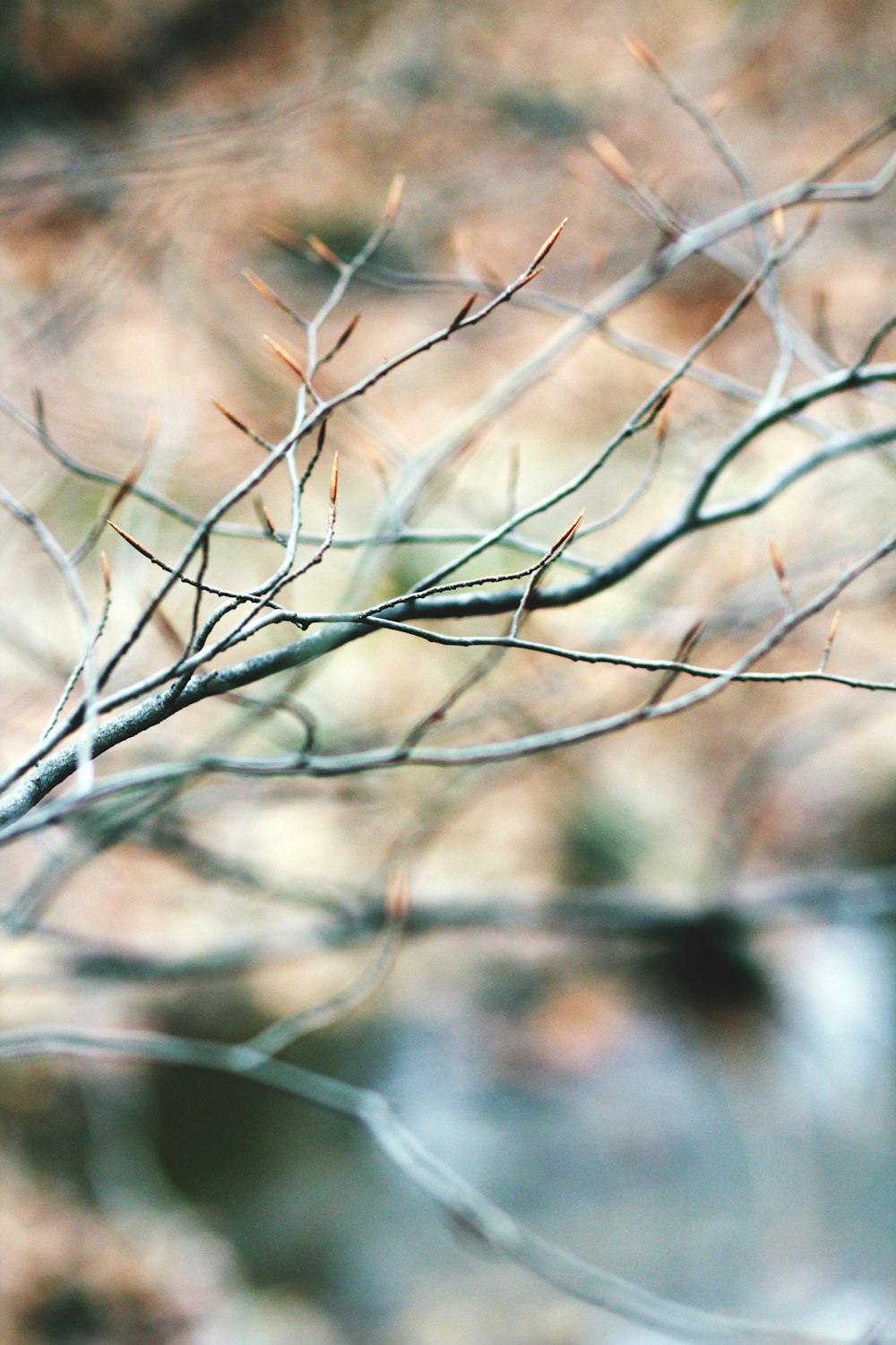 close-up photography of gray tree branch