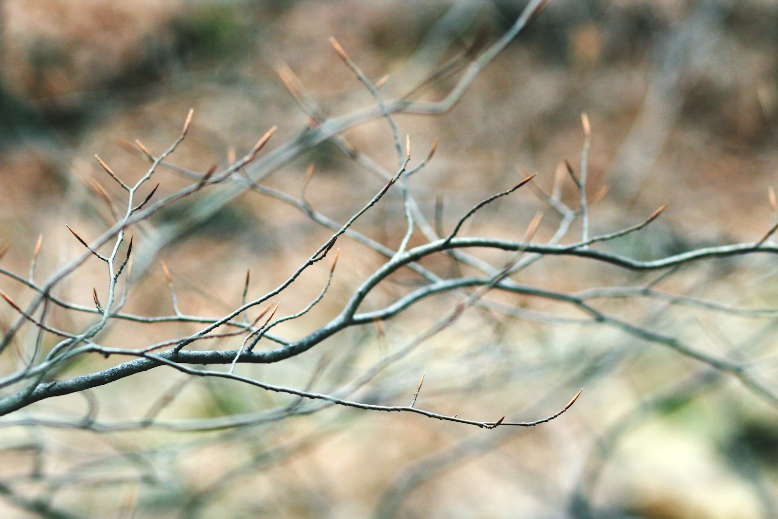 Canon EOS 1200D (EOS Rebel T5 / EOS Kiss X70 / EOS Hi) + Canon EF 85mm F1.8 USM sample photo. Gray bare tree photography