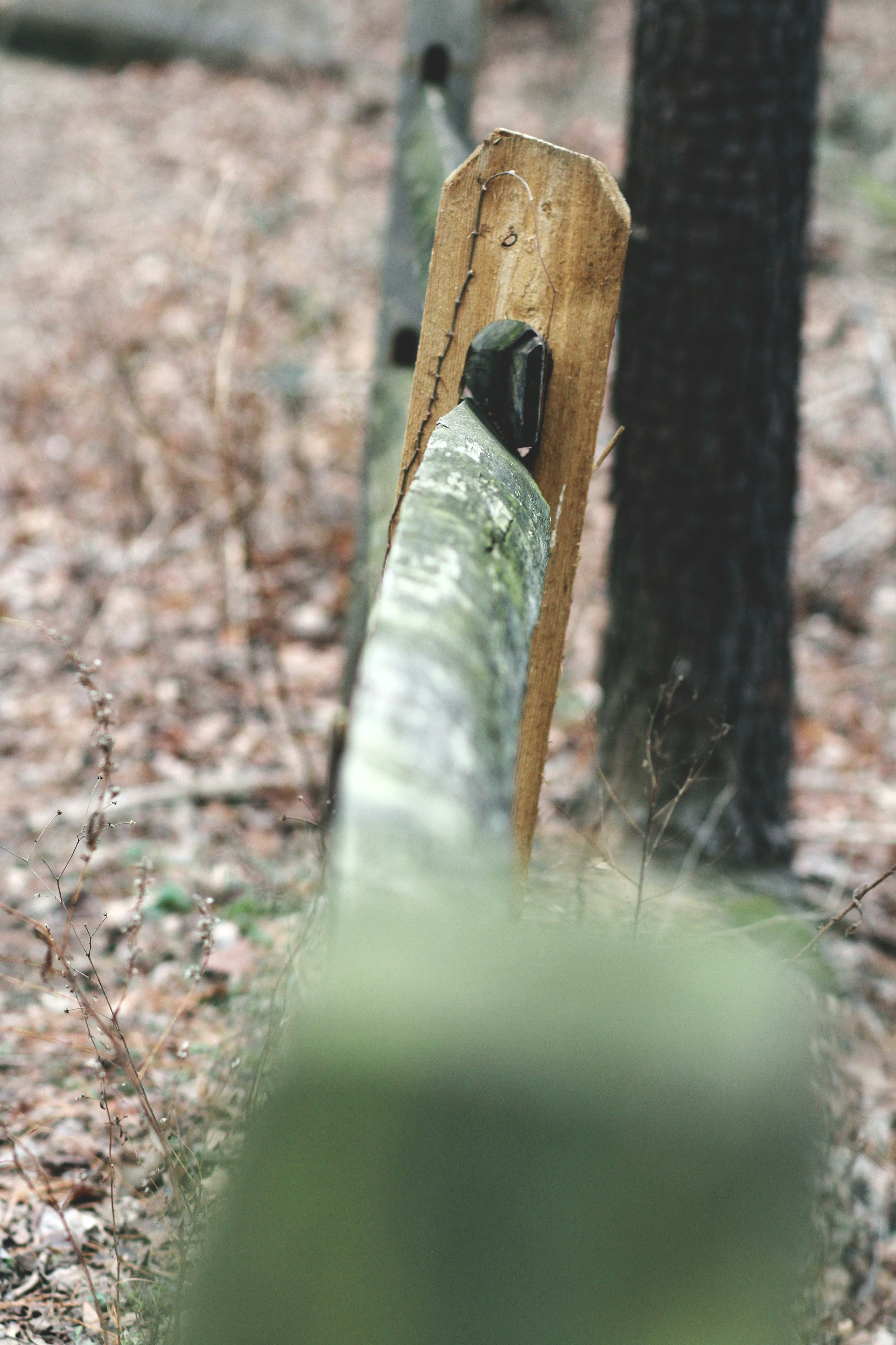 Photo by delanerosee