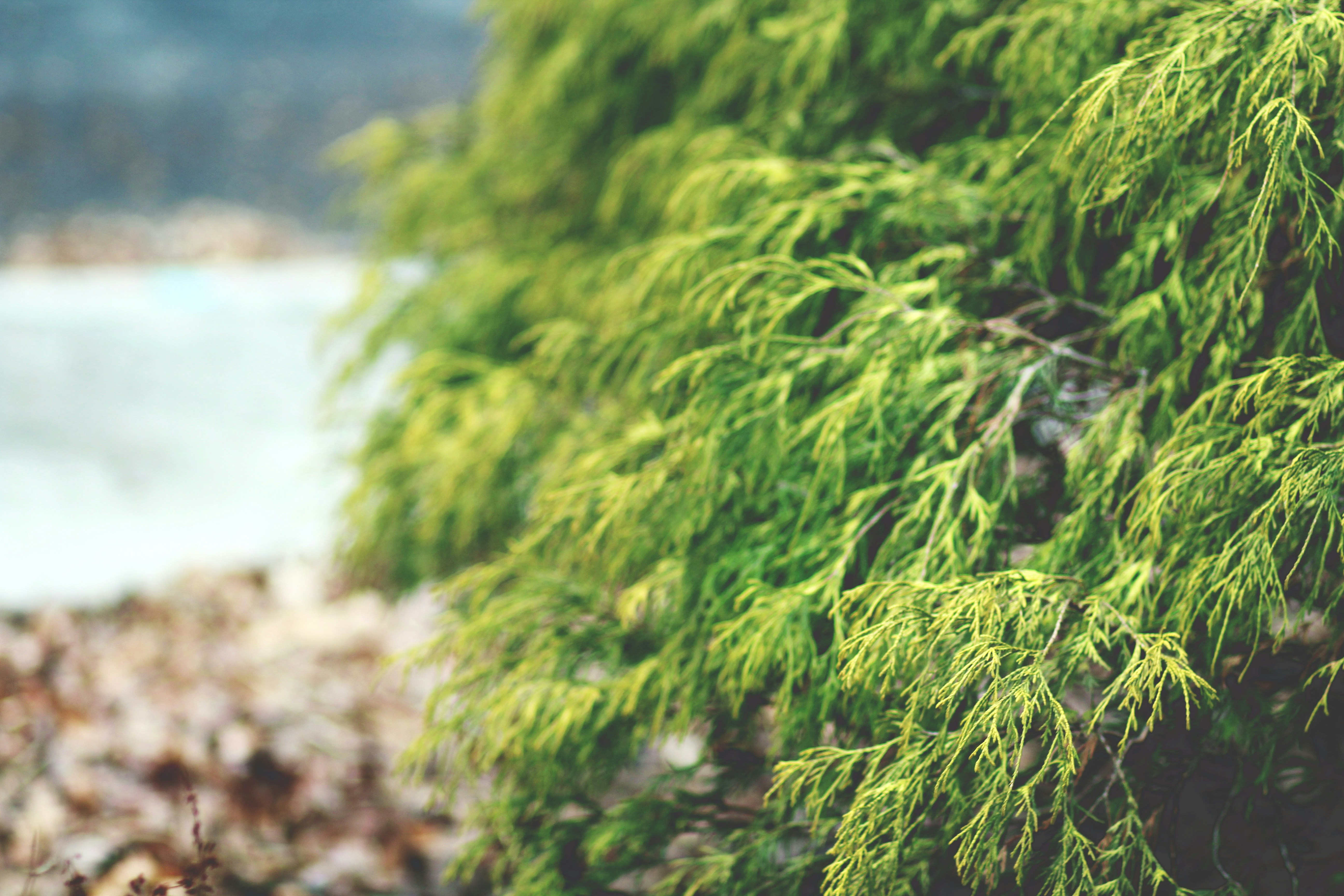 Photo by delanerosee