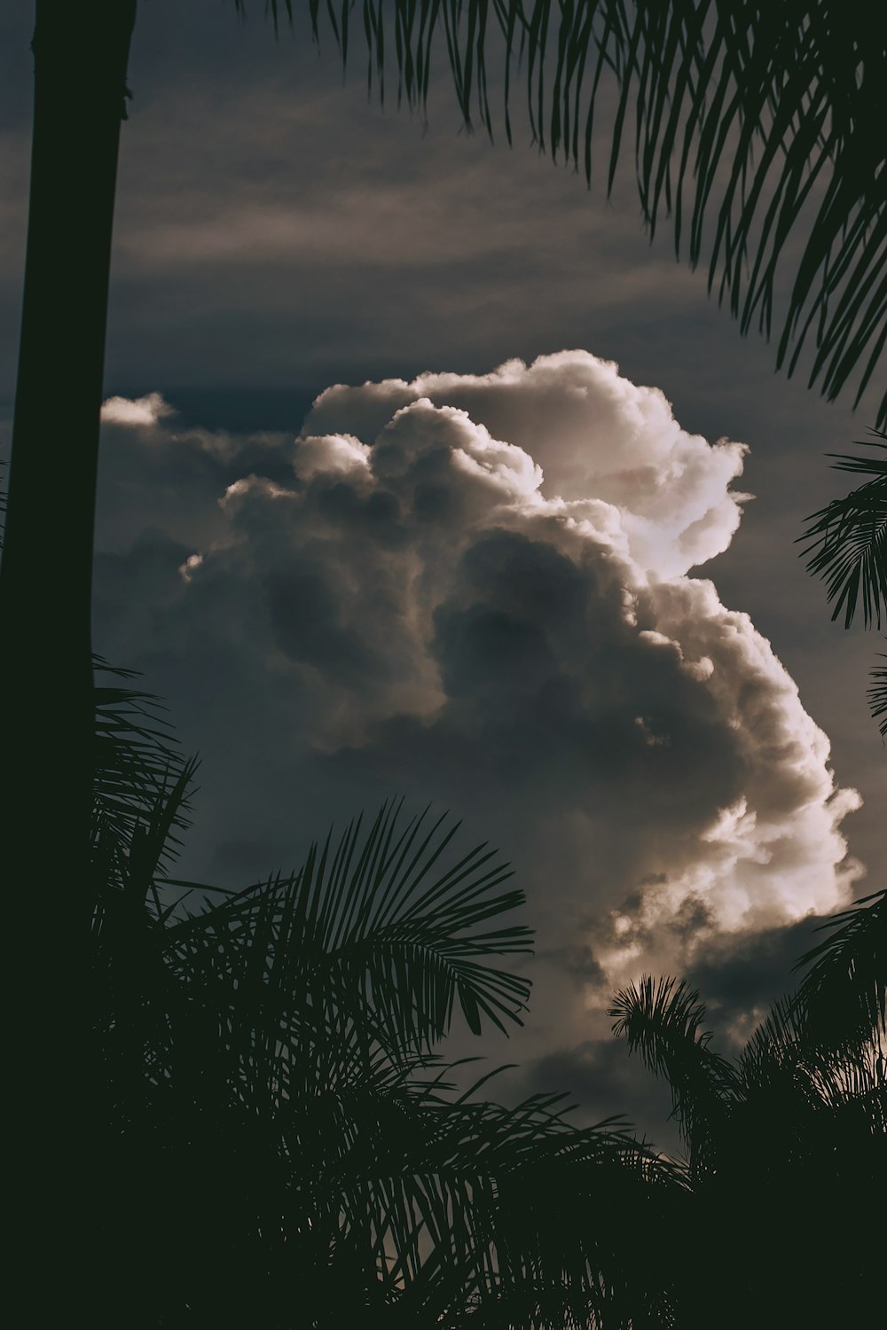 cumulus cloud above palm trees
