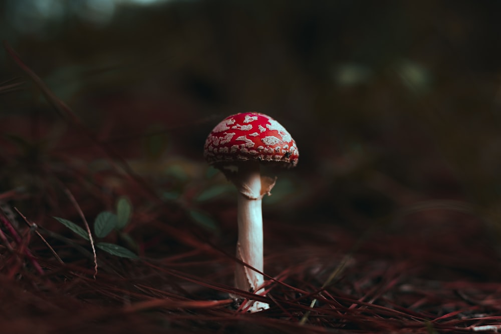 champignon blanc et rouge