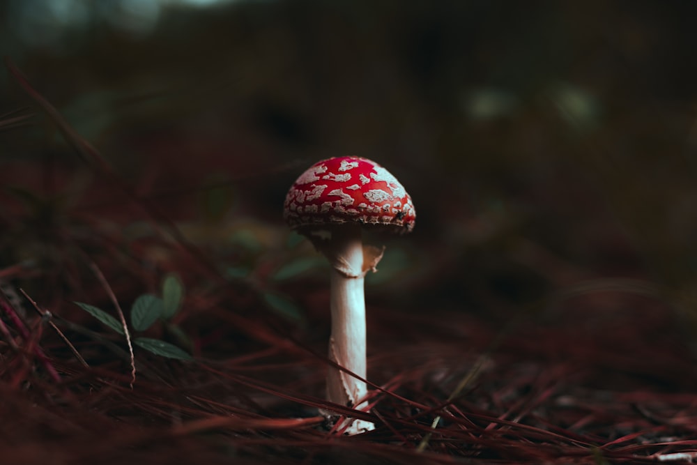 white and red mushroom