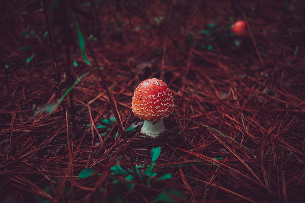 selective focus photography of toadstool