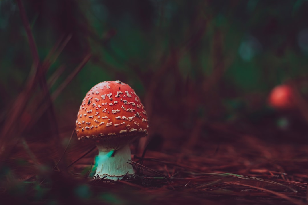 red mushroom