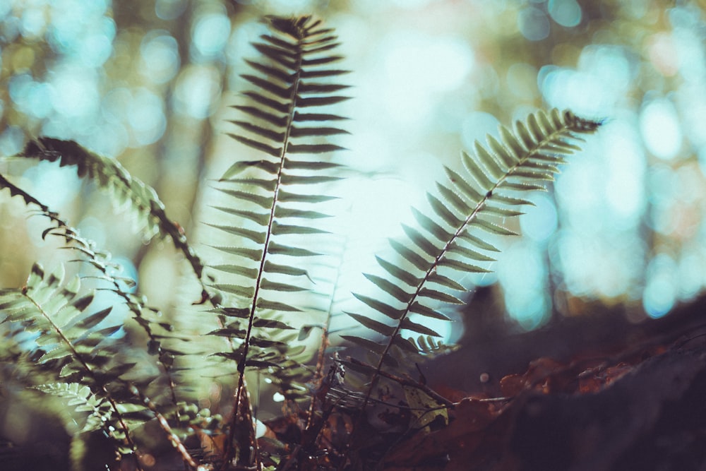 green fern plant close-up photography