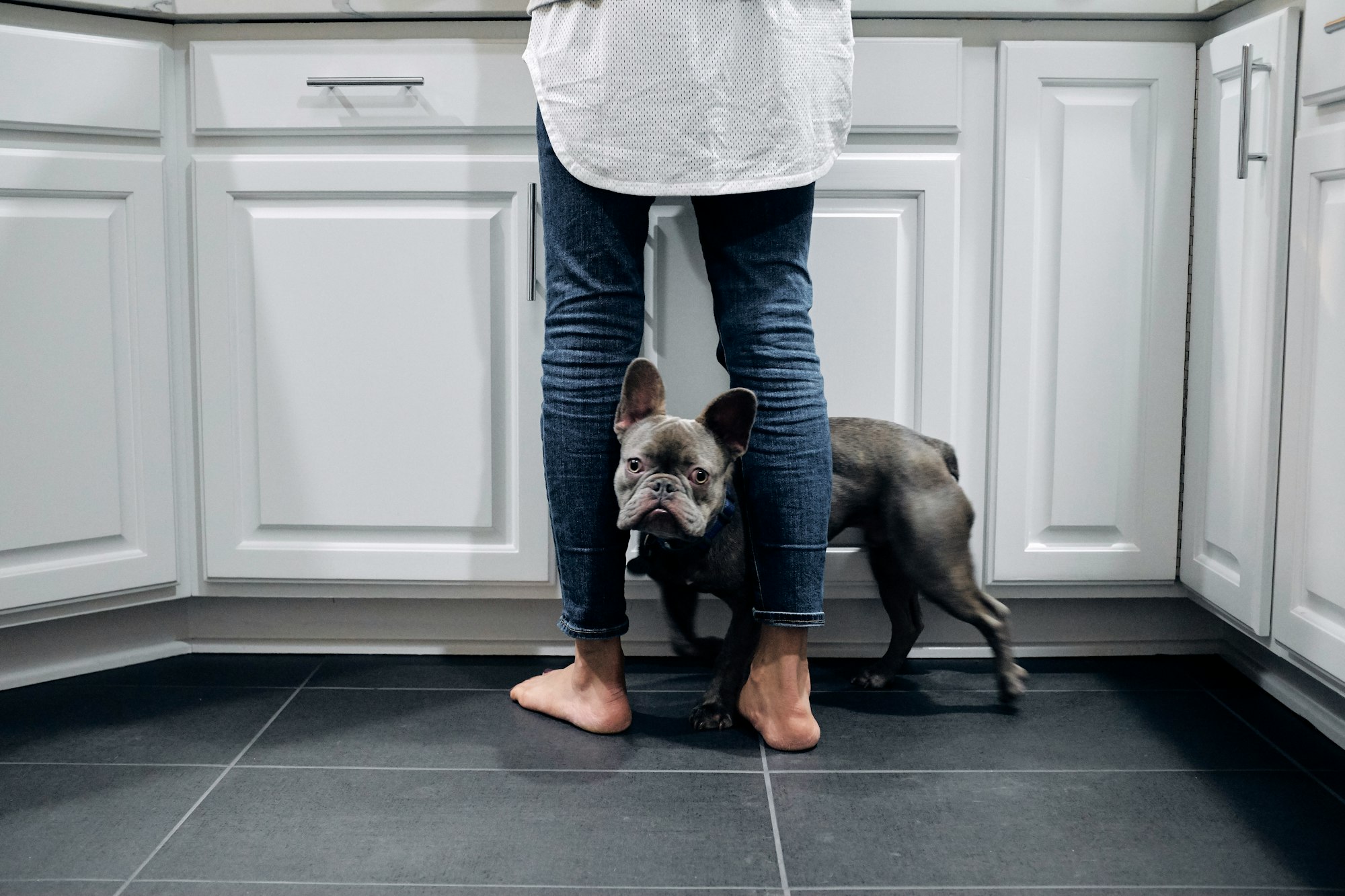 Living with a Velcro Dog: Nurturing the Unbreakable Bond