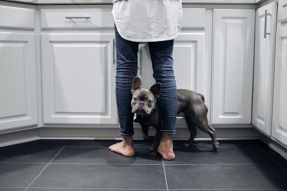 black French Bulldog on floor