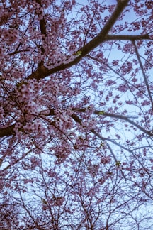 cherry blossom tree