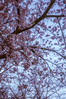 cherry blossom tree