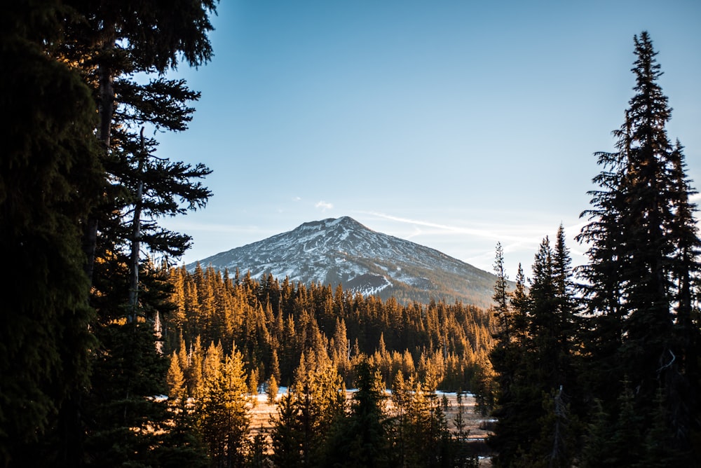 woodland and mountain view