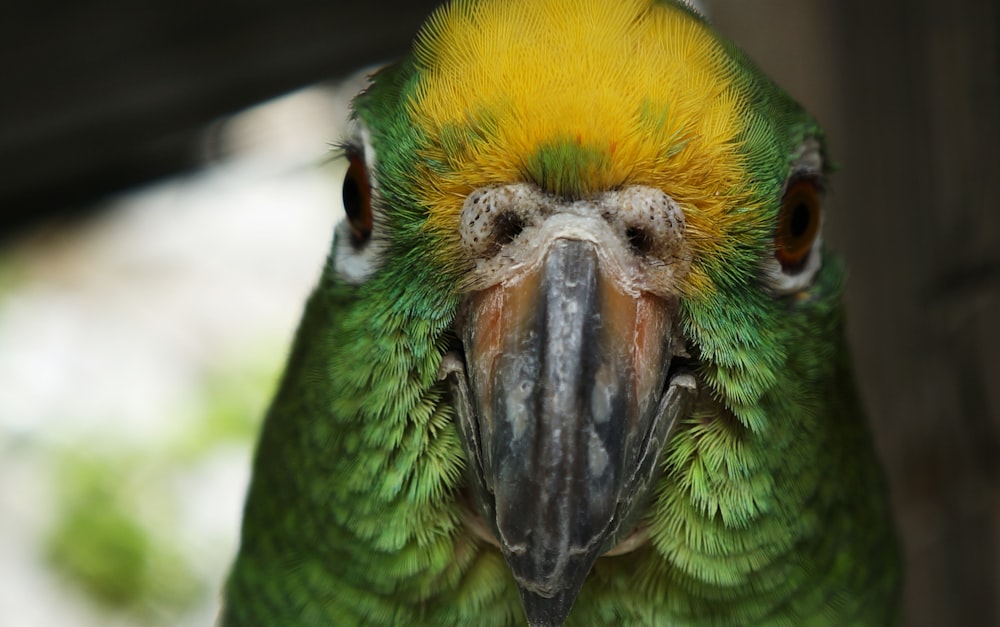 selective focus photography of green parrot