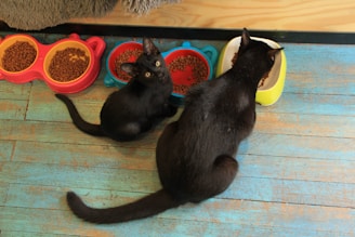 Two black cats are eating from colorful bowls filled with dry cat food. The floor is painted in a faded turquoise color with a wooden texture. One cat is looking up at the camera while the other continues to eat.