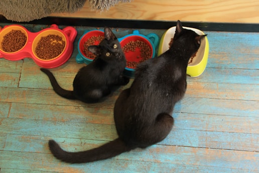 Two black cats are eating from colorful bowls filled with dry cat food. The floor is painted in a faded turquoise color with a wooden texture. One cat is looking up at the camera while the other continues to eat.
