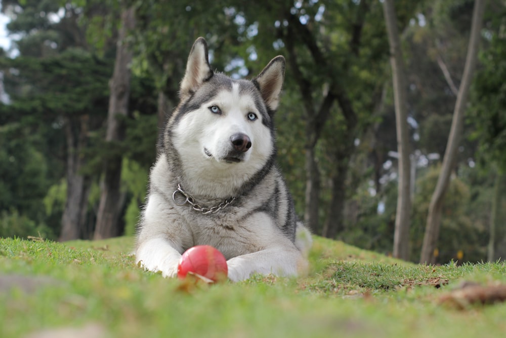 adult white and gray Siberian husky lying on grass