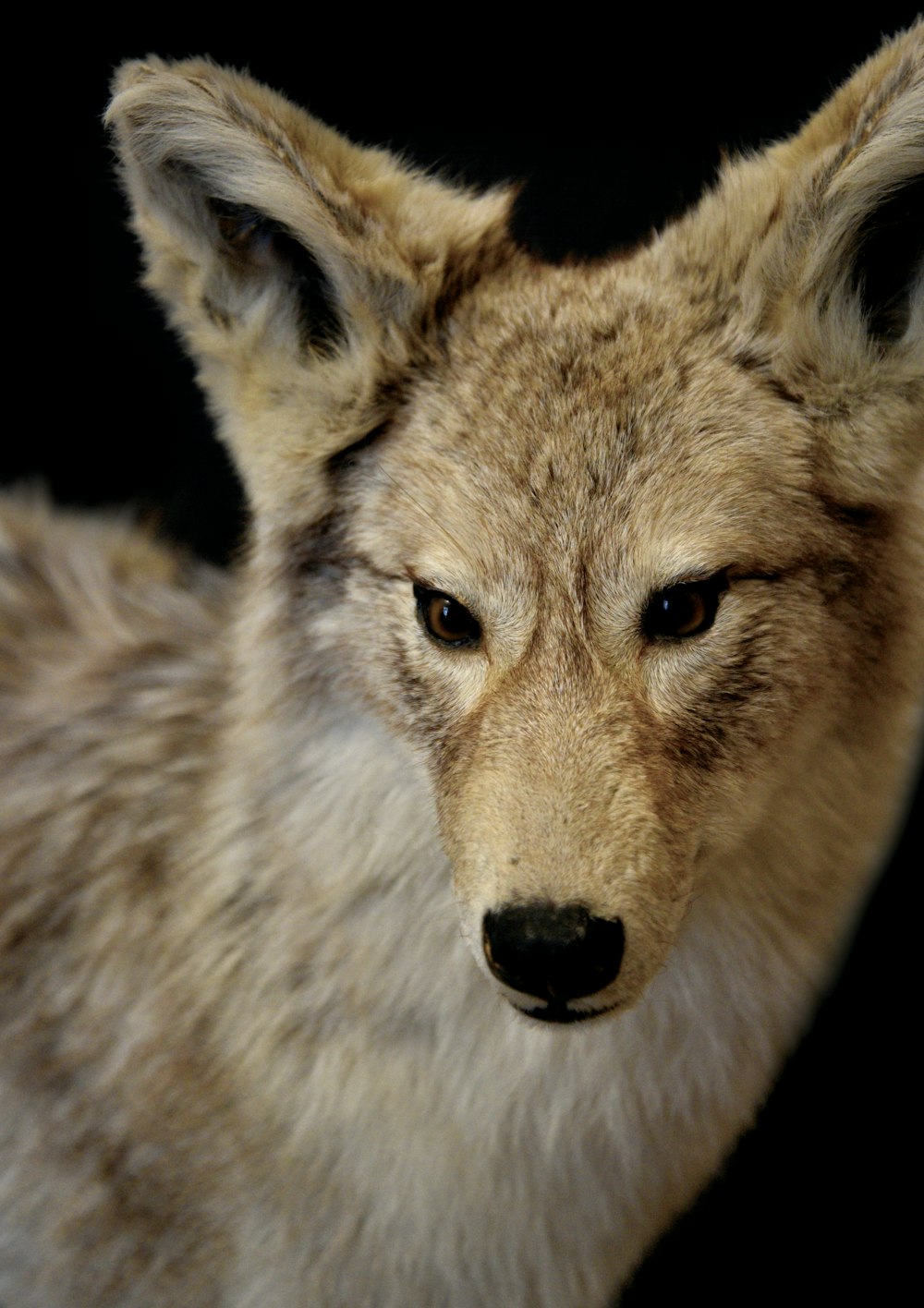 Photographie sélective de loup brun