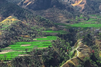 birds eye photography of rice terraces