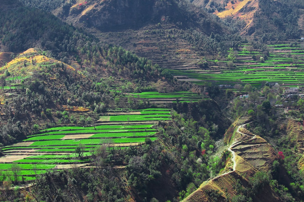 birds eye photography of rice terraces