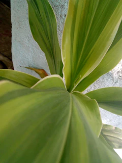 Close-up of a lush green leaf pattern from a tropical plant displayed in an artistic interior setting.