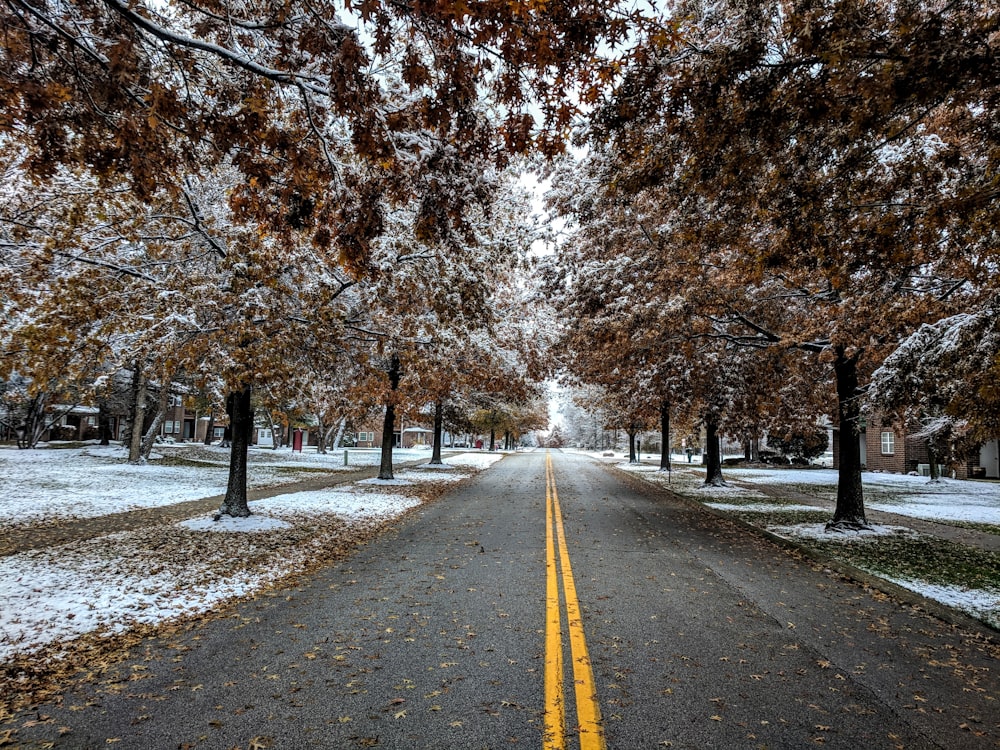 道路近くの茶色の葉の木々