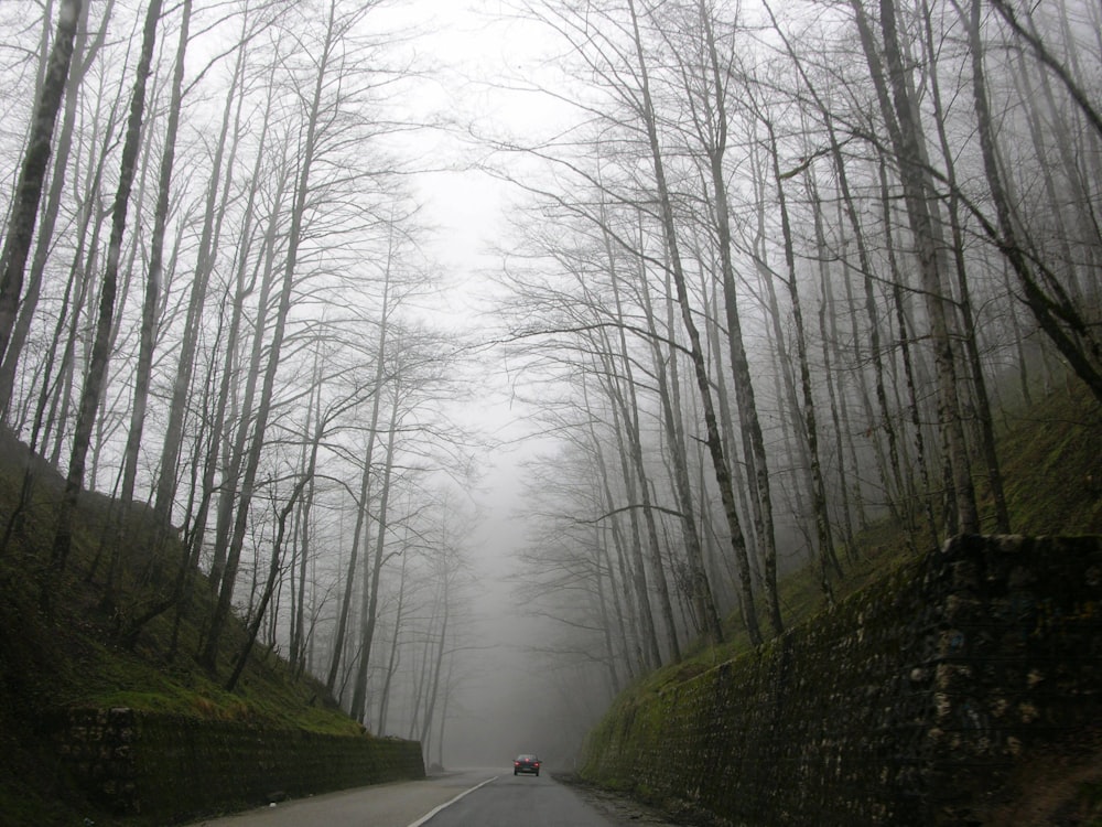 carro na estrada perto de árvores nuas