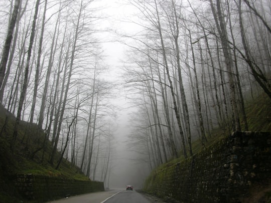 car on the road near bare trees in Abbasabad - Kelardasht Road Iran