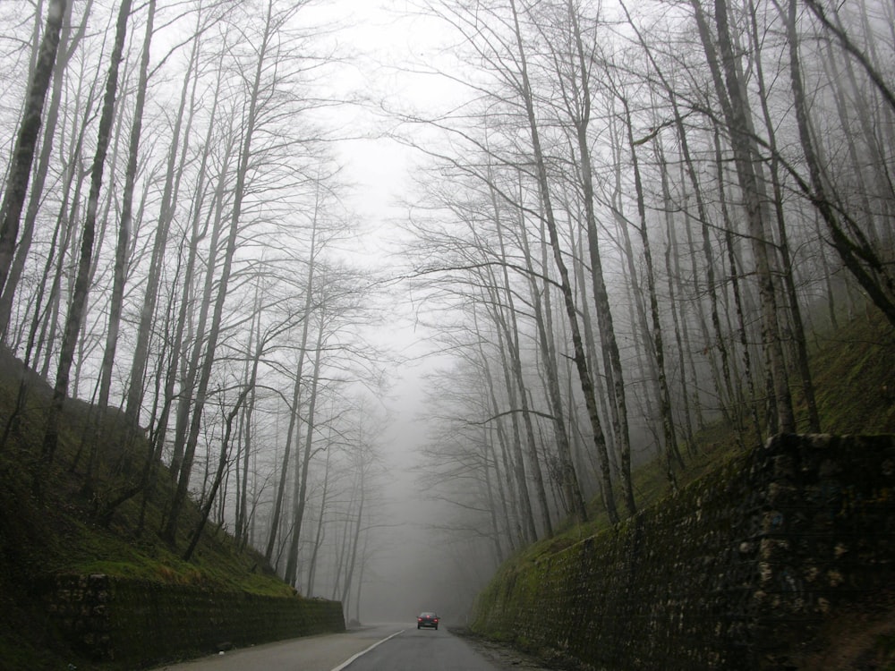 car on the road near bare trees