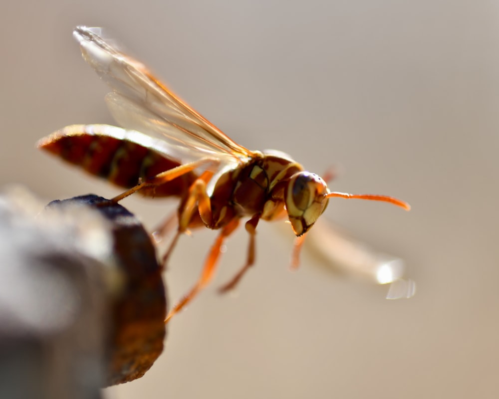 Fotografía de primer plano de mosca marrón