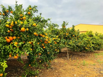 A vibrant orchard with lush green foliage and numerous ripe orange fruits hanging from the branches. The ground is a mix of soil and fallen leaves. The sky is overcast, adding a muted backdrop to the vividness of the orange and green hues. A yellow building stands in the background, contributing a contrasting color to the scene.