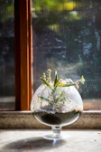 A collection of varied terrariums arranged on a windowsill, bathed in gentle natural light.
