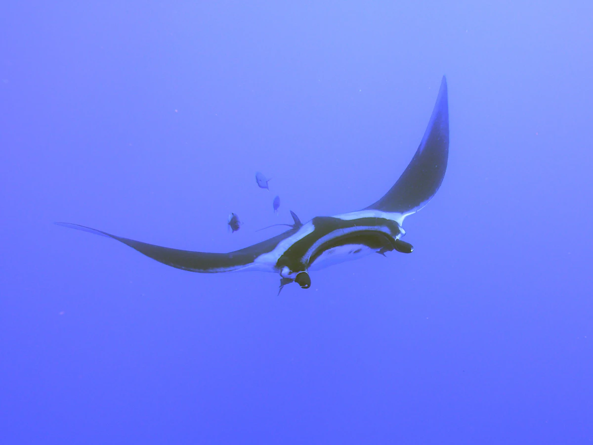 Manta Point & 3-Spot Marine Drift Snorkeling Safari