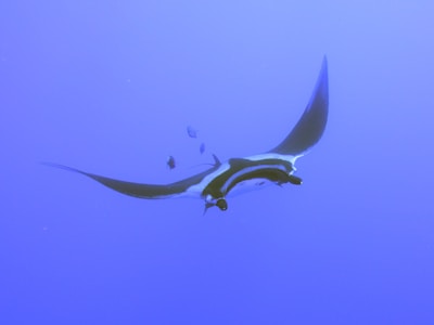 Manta Ray Flyby